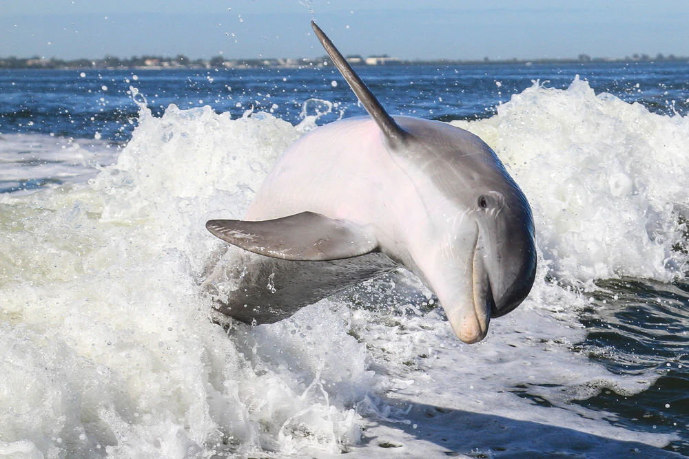 Avistar golfinhos
